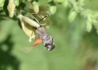 Macroglossum stellatarum - Taubenschw&auml;nzchen - Gmd. Wienerwald, N&Ouml; - 07082021 - &copy; M.u. B.Sabor (CC BY-NC-SA 4.0)