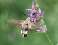 Hemaris fuciformis - Hummelschw&auml;rmer abgeflogen - Breitenfurt, Garten, N&Ouml; - 03082021 - &copy; M.u. B.Sabor (CC BY-NC-SA 4.0)