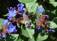 Macroglossum stellatarum - Taubenschw&auml;nzchen - Breitenfurt - Garten - 20092019 - &copy; M.u. B.Sabor (CC BY-NC-SA 4.0)