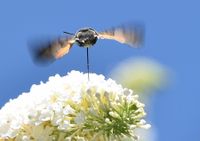 Macroglossum stellatarum - Taubenschw&auml;nzchen - Breitenfurt, Garten, N&Ouml; - 03082021 - &copy; M.u. B.Sabor (CC BY-NC-SA 4.0)