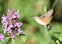 Macroglossum stellatarum - Taubenschw&auml;nzchen - Breitenfurt, Garten, N&Ouml; - 27062021 - (3) - &copy; M.u. B.Sabor (CC BY-NC-SA 4.0)