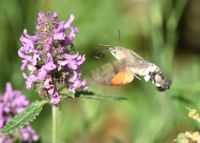 Macroglossum stellatarum - Taubenschw&auml;nzchen - Breitenfurt, Garten, N&Ouml; - 27062021 - (5) - &copy; M.u. B.Sabor (CC BY-NC-SA 4.0)