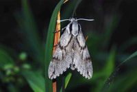 Sphinx pinastri - Kiefernschw&auml;rmer - Breitenfurt - Garten - 18062009 - &copy; M.u. B.Sabor (CC BY-NC-SA 4.0)