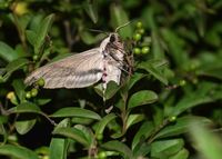 Sphinx ligustri - Ligusterschw&auml;rmer - Stotzing, Leuchtturm, Bgld - 14072024 - (1) - &copy; M.u. B.Sabor (CC BY-NC-SA 4.0)