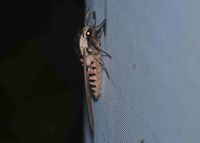 Sphinx ligustri - Ligusterschw&auml;rmer - Stotzing, Leuchtturm, Bgld - 14072024 - (3) - &copy; M.u. B.Sabor (CC BY-NC-SA 4.0)