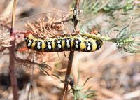 Hyles euphorbiae - Wolfsmilchschw&auml;rmer - Prellenkirchen, N&Ouml; - 12082022 - &copy; M.u. B.Sabor (CC BY-NC-SA 4.0)