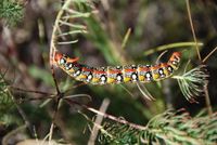 Hyles euphorbiae - Wolfsmilchschw&auml;rmer - Siegendorf, Burgenland - 27082018- &copy; M.u. B.Sabor (CC BY-NC-SA 4.0)