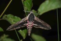 Sphinx ligustri - Ligusterschw&auml;rmer - Lindabrunn, Leuchtturm, N&Ouml; - 21062024 - (1) - &copy; M.u. B.Sabor (CC BY-NC-SA 4.0)