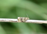 Celypha lacunana - Wickler - Gmd. Wienerwald, N&Ouml; - 28052022 - &copy; M.u. B.Sabor (CC BY-NC-SA 4.0)