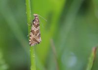 Celypha rivulana - Wickler - Hinterbr&uuml;hl, N&Ouml; - 25052024 - &copy; M.u. B.Sabor (CC BY-NC-SA 4.0)