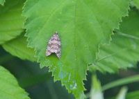 Celypha rivulana - Wickler - Purkersdorf, N&Ouml; - 28062023 - &copy; M.u. B.Sabor (CC BY-NC-SA 4.0)