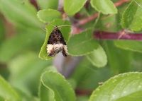 Hedya pruniana - Wickler - Gmd. Wienerwald, N&Ouml; - 18052024 - &copy; M.u. B.Sabor (CC BY-NC-SA 4.0)