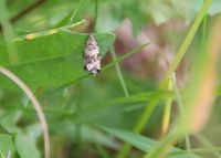 Celypha rurestrana - Wickler - St. Aegyd a. Neuwalde, N&Ouml; - 30062024 - &copy; M.u. B.Sabor (CC BY-NC-SA 4.0)