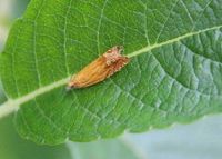 Lathronympha strigana - Wickler - St. Aegyd a. Neuwalde, N&Ouml; - 03072023 - &copy; M.u. B.Sabor (CC BY-NC-SA 4.0)