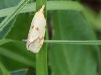 Agapeta hamana - Distelwickler - Hinterbr&uuml;hl, N&Ouml; - 28052021 - &copy; M.u. B.Sabor (CC BY-NC-SA 4.0)