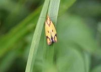 Agapeta zoegana - Flockenblumen-Wickler - Gmd. Wienerwald, N&Ouml; - 27082021 - &copy; M.u. B.Sabor (CC BY-NC-SA 4.0)