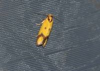 Agapeta zoegana - Wickler - Perchtoldsdorf, Leuchtturm, N&Ouml; - 04072024 - &copy; M.u. B.Sabor (CC BY-NC-SA 4.0)