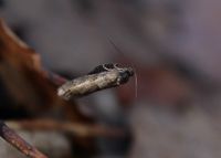 Tortricodes alternella - Eichenwald-Fr&uuml;hlingswickler - Breitenfurt, N&Ouml; - 20022024 - &copy; M.u. B.Sabor (CC BY-NC-SA 4.0)