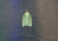 Tortrix viridana - Eichenwickler - Wien 23, Leuchtturm - 07062024 - &copy; M.u. B.Sabor (CC BY-NC-SA 4.0)