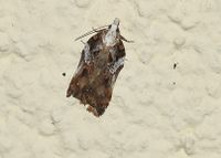 Acleris cristana - Wei&szlig;dornwickler - Breitenfurt, Garten, N&Ouml; - 23022023 - &copy; M.u. B.Sabor (CC BY-NC-SA 4.0)