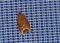 Acleris rhombana - Wickler - Stotzing, Leuchtturm, Bgld - 07092023 - &copy; M.u. B.Sabor (CC BY-NC-SA 4.0)