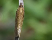 Clepsis senecionana - Wickler - T&uuml;rnitz, N&Ouml; - 25052023 - (2) - &copy; M.u. B.Sabor (CC BY-NC-SA 4.0)