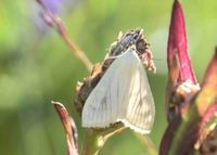 Sitochroa palealis - M&ouml;hrenz&uuml;nsler - Kaltenleutgeben, N&Ouml; - 17072022 - &copy; M.u. B.Sabor (CC BY-NC-SA 4.0)