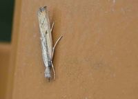 Agriphila inquinatella - Magerrasen-Grasz&uuml;nsler - Breitenfurt, Garten, N&Ouml; - 08082022 - &copy; M.u. B.Sabor (CC BY-NC-SA 4.0)