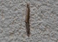 Agriphila inquinatella - Magerrasen-Grasz&uuml;nsler - Paarung - Breitenfurt, Garten, N&Ouml; - 24082022 - &copy; M.u. B.Sabor (CC BY-NC-SA 4.0)