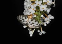 Anania hortulata - Brennnesselz&uuml;nsler - Breitenfurt, Garten, N&Ouml; - 10072024 - &copy; M.u. B.Sabor (CC BY-NC-SA 4.0)