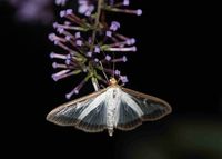 Cydalima perspectalis - Buchsbaumz&uuml;nsler - Breitenfurt, Garten, N&Ouml; - 11072024 - &copy; M.u. B.Sabor (CC BY-NC-SA 4.0)