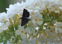 Pyrausta obfuscata - Z&uuml;nsler - Breitenfurt, Garten, N&Ouml; - 05082022 - &copy; M.u. B.Sabor (CC BY-NC-SA 4.0)