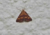 Pyrausta purpuralis - Purpurroter Z&uuml;nsler - Breitenfurt, Garten, N&Ouml; - 06082024 - &copy; M.u. B.Sabor (CC BY-NC-SA 4.0)