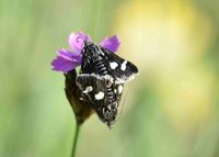 Eurrhypis pollinalis - Ginster-Fleckenz&uuml;nsler - Paarung - Stotzing, Bgld - 15052022 - &copy; M.u. B.Sabor (CC BY-NC-SA 4.0)