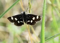 Eurrhypis pollinalis - Ginster-Fleckenz&uuml;nsler - Stotzing, Bgld - 15052022 - &copy; M.u. B.Sabor (CC BY-NC-SA 4.0)