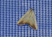 Evergestis extimalis - R&uuml;bsaat-Z&uuml;nsler - Stotzing, Leuchtturm, Bgld - 13082024 - &copy; M.u. B.Sabor (CC BY-NC-SA 4.0)