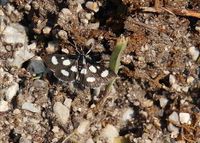 Anania funebris - Schwarzwei&szlig;er Fleckenz&uuml;nsler - Neuhaus, N&Ouml; - 09072023 - &copy; M.u. B.Sabor (CC BY-NC-SA 4.0)