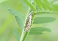 Crambus pratella - Z&uuml;nsler - Kernhof, N&Ouml; - 11062022 - &copy; M.u. B.Sabor (CC BY-NC-SA 4.0)