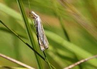 Crambus uliginosellus - Niedermoor-Grasz&uuml;nsler - Rohr i.G., N&Ouml; - 23072023 - (1)