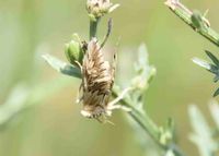 Cynaeda dentalis - Zahnbindenz&uuml;nsler - Prellenkirchen, N&Ouml; - 17062022 - &copy; M.u. B.Sabor (CC BY-NC-SA 4.0)