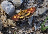 Pyrausta falcatalis - Klebsalbeiz&uuml;nsler - St. Aegyd a. Neuwalde, N&Ouml; - 29062023