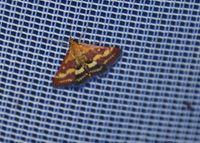 Pyrausta ostrinalis - Thymian-Purpurz&uuml;nsler - Prellenkirchen, Leuchtturm, N&Ouml; - 19072024