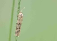 Homoeosoma sinuella - Z&uuml;nsler - Gmd. Wienerwald, N&Ouml; - 28052022 - &copy; M.u. B.Sabor (CC BY-NC-SA 4.0)