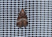 Acrobasis advenella - Z&uuml;nsler - Breitenfurt, Garten, N&Ouml; am Leuchtturm - 05082022 - &copy; M.u. B.Sabor (CC BY-NC-SA 4.0)