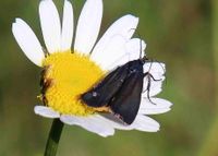 Catastia marginea - Z&uuml;nsler - St. Aegyd a. Neuwalde, N&Ouml; - 29062023 - &copy; M.u. B.Sabor (CC BY-NC-SA 4.0)