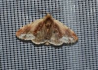 Ptilodon cucullina - Ahorn-Zahnspinner - Breitenfurt, Garten, Leuchtturm, N&Ouml; - 16072023 - (1) - &copy; M.u. B.Sabor (CC BY-NC-SA 4.0)