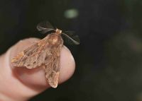 Ptilophora plumigera - Haarschuppen-Zahnspinner - Breitenfurt, Garten, N&Ouml; - 13122023 - &copy; M.u. B.Sabor (CC BY-NC-SA 4.0)