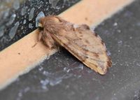 Ptilophora plumigera - Haarschuppen-Zahnspinner - Breitenfurt, Garten, N&Ouml; - 18112022 - &copy; M.u. B.Sabor (CC BY-NC-SA 4.0)